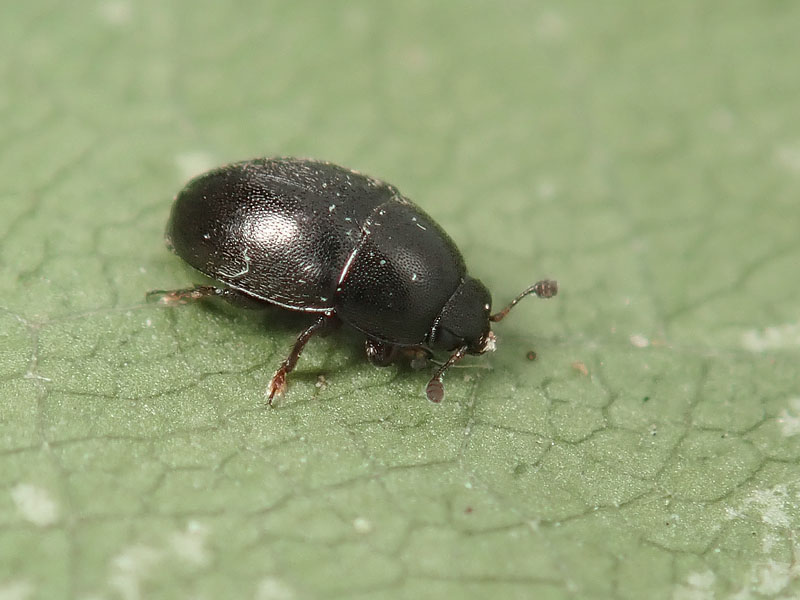 piccolo da id.: Kateretidae ?? No, Nitidulidae. cfr. Meligethes (s.l.) sp.